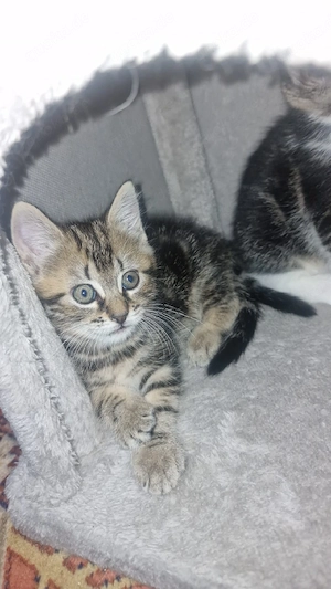 perser kater