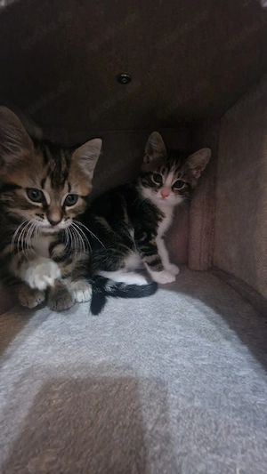 hauskatze (alle sind kater)