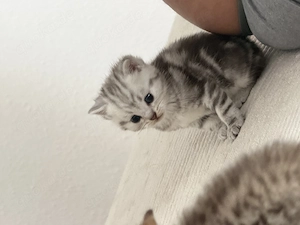 Kitten Britsich Kurzhaar  Mix