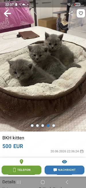 britisch kurzhaar bkh kitten zu verkaufen 