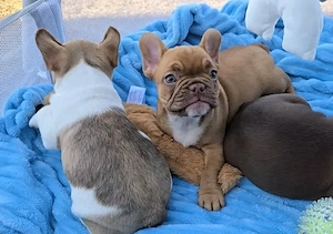 Französische Bulldoggenwelpen 