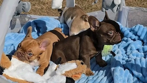 Bezaubernde Französische Bulldoggenwelpen abzugeben