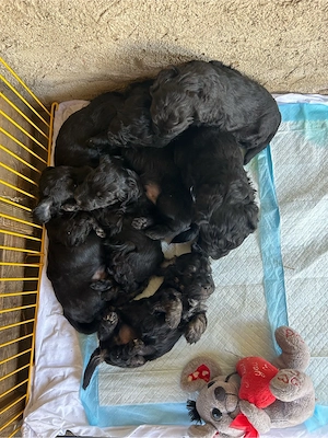 Hundewelpen 