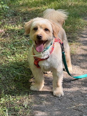 Tibet Terrier Teddy sucht noch sein geeignetes Zuhause 