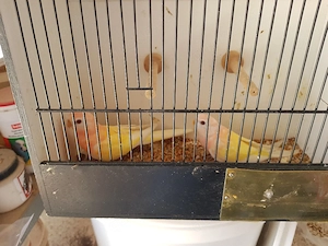 Bourkesittiche 