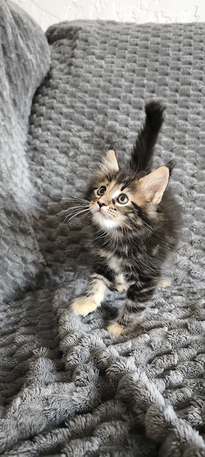 Maine Coon Kitten (Mädchen)