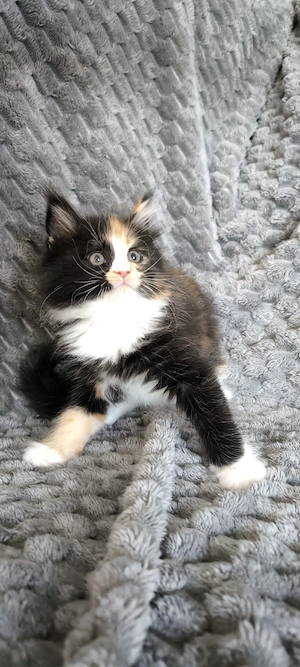 Maine Coon Kitten (Mädchen)