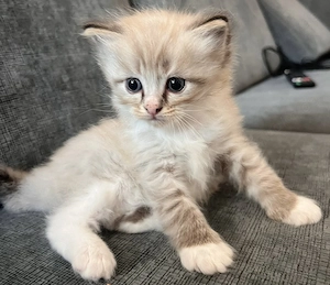 Ragdoll Kater Kitten
