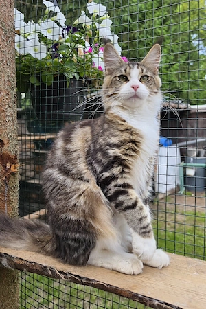 Maine Coon Mädchen Stammbaum 