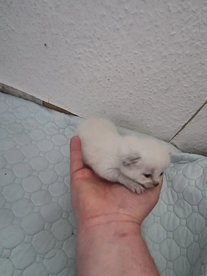 süße Bkh Mischling kitten 