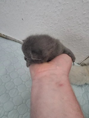 süße Bkh Mischling kitten 
