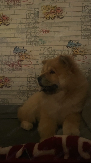 chow-chow 