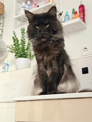 Maine Coon Deckkater 