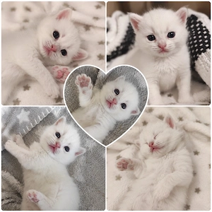 Bkh Kitten - Junge - Don