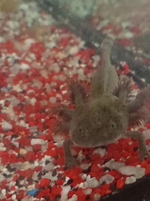 Axolotl Wasserdrachen...(Dringend abzugeben)