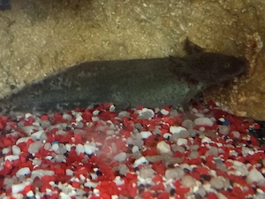 Axolotl in guten Händen abzugeben 