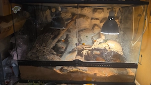 Terrarium als komplettset mit bartagam junges