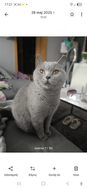 Britischkurzhaar Lili sucht zuhause 