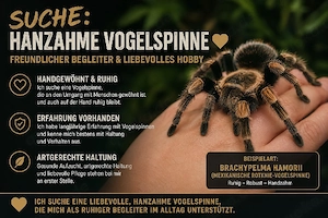 SUCHE vogelspinne jeglichert Art