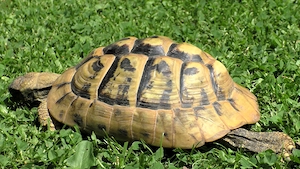 Weibliche Griechische Landschildkröte, THB, mit hohem Gelbanteil