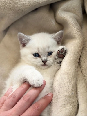 Weiße BKH Kitten zu verkaufen