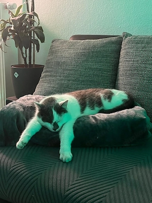 Kater sucht neuen Freigang