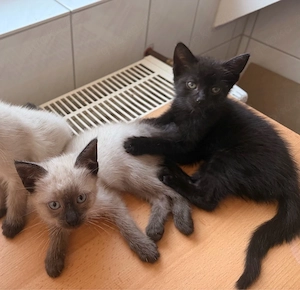 Siam Mix Kitten sichen neues Zu Hause 