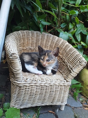 Kitten,Glückskatzen