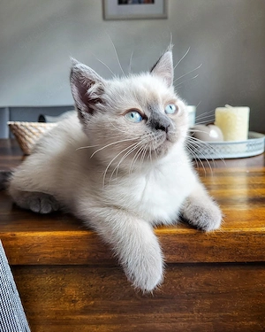 BKH Kitten Nur noch 2 von 6 !!