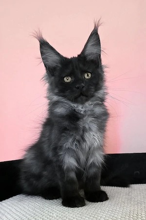 9 Wunderschöne Maine Coon Kitten  5 Monate  Voll Geimpft & Sozialisiert
