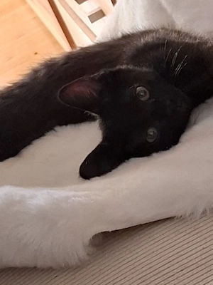 super süßes Kitten