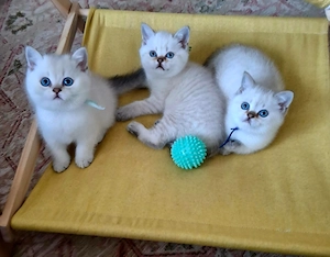 Reinrassige BKH Kitten.