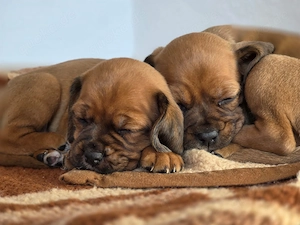 Cockapug Mops Cocker Spaniel aus untersuchten Eltern