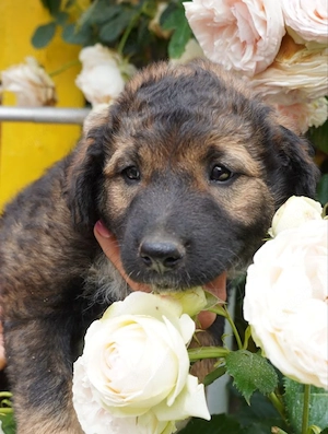 Raya - flauschig süß, verzaubert sie dich?