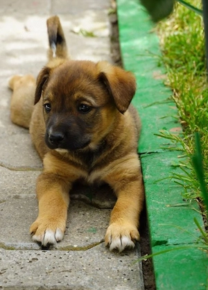 Luna - kleine Lady sucht ihre Familie! 