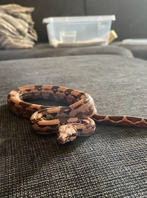 Boa C. Imperator VPI
