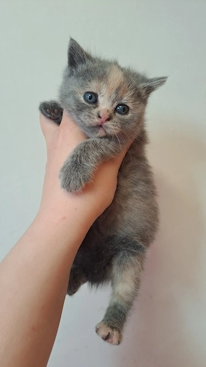 Bkh britisch kitten katzenbaby mit Stammbaum tortie Mädchen 