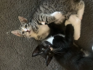 Schnukkies 