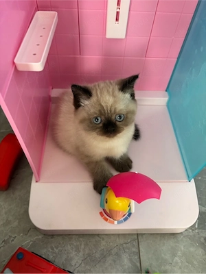 Wunderschöne Britisch Kurzhaar Kitten