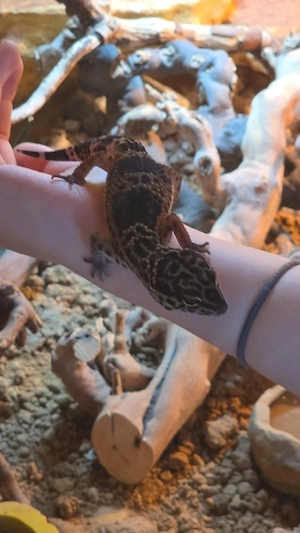 Leopardgecko Weibchen 