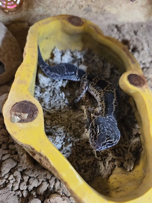 Leopardgecko Duo