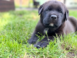 Wunderschöne Rottweiler Cane Corso Welpen