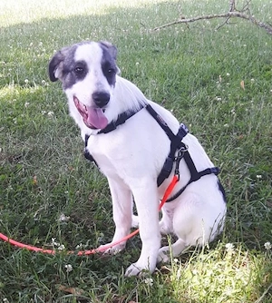 Luna, 4 Monate, wird ca. 55-60 cm