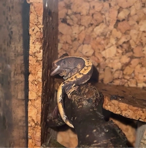 Kronen Geckos Babys ab Mitte Juli abgabebereit