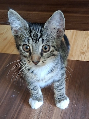 Katerchen 12 Wochen, auszugbereit  