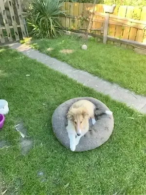 Traumcollie sucht seine Traumvilla 