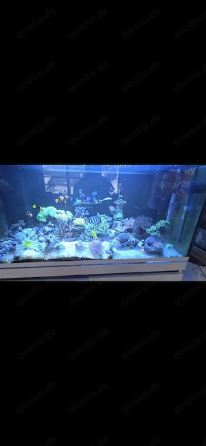 Meerwasser Aquarium komplettset