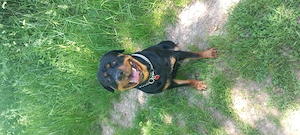 Rottweiler rüde 1.5j jung