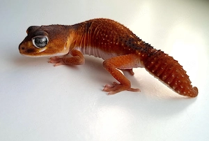 1.1 Nephrurus levis levis patternless Knopfschwanzgecko