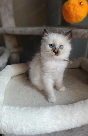 Heilige Birma Mädchen Seal Tortie Point 8 Wochen jung sehr kinderlieb 